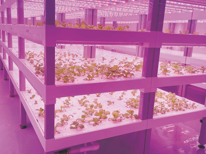 在物美植物工廠里，通過(guò)LED燈的照射，蔬菜散發(fā)勃勃生機(jī)。受訪者供圖